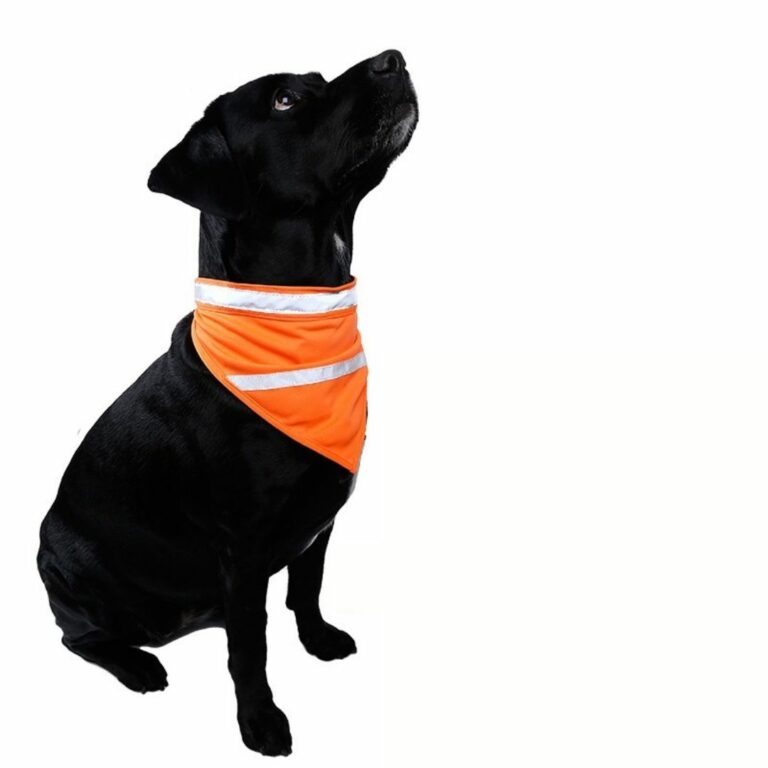 Pañoleta brillante naranja para mascotas - Imagen 2