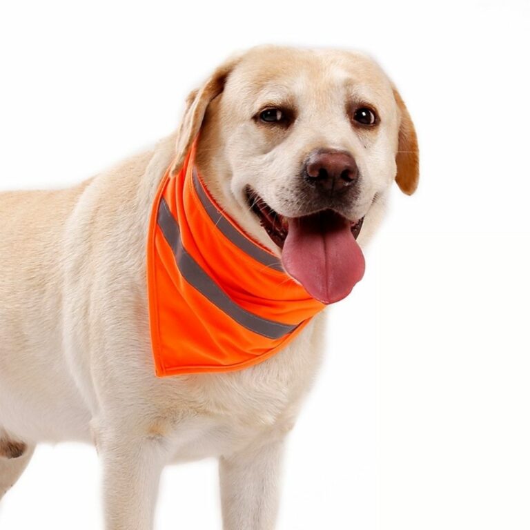 Pañoleta brillante naranja para mascotas - Imagen 3
