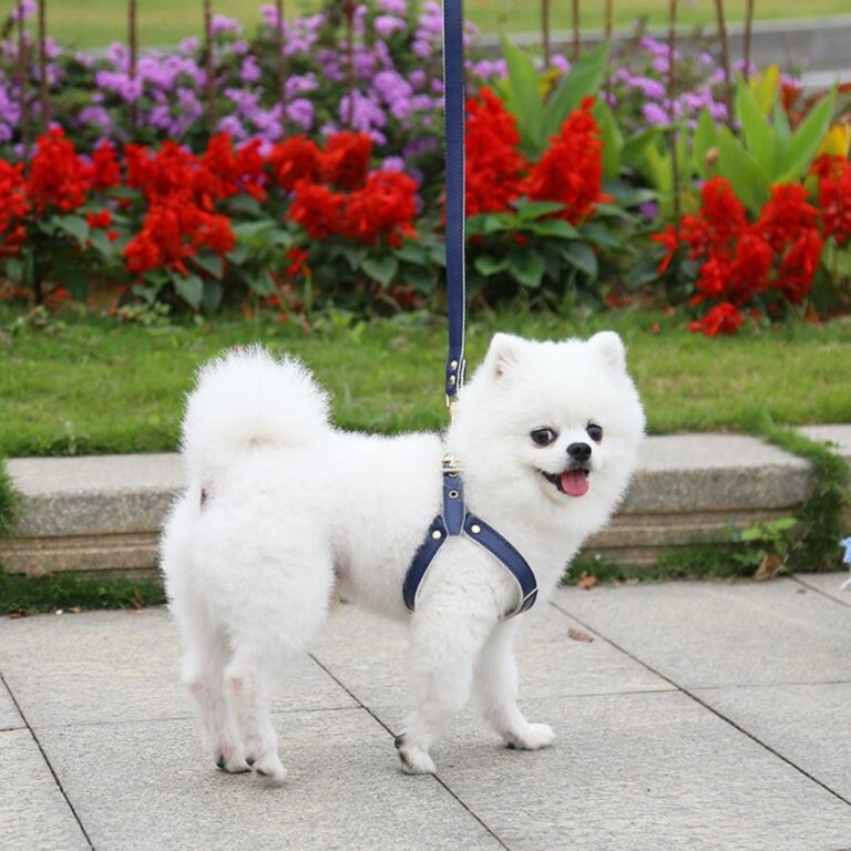 Pechera metálica para mascotas pequeñas