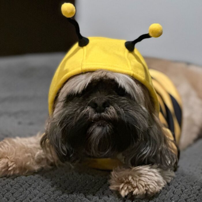 MAYPET| Camiseta para mascota con diseño de Abejita. - Imagen 4
